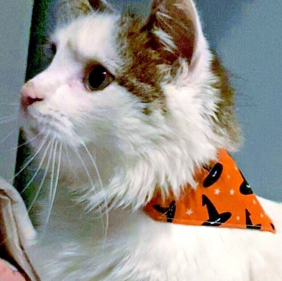 Halloween Dog Collar Accessories Bow & Bandana Handmade in UK. Multi Sizes