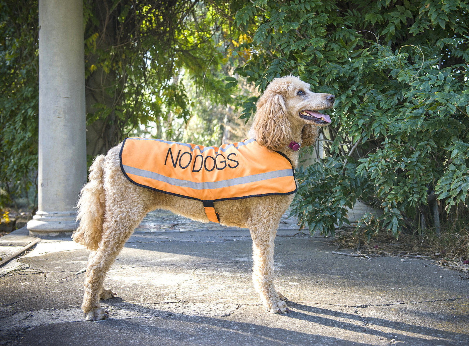 Dog Coats S M XL Warm Reflective Waterproof Fleece Lined by Friendlydogcol