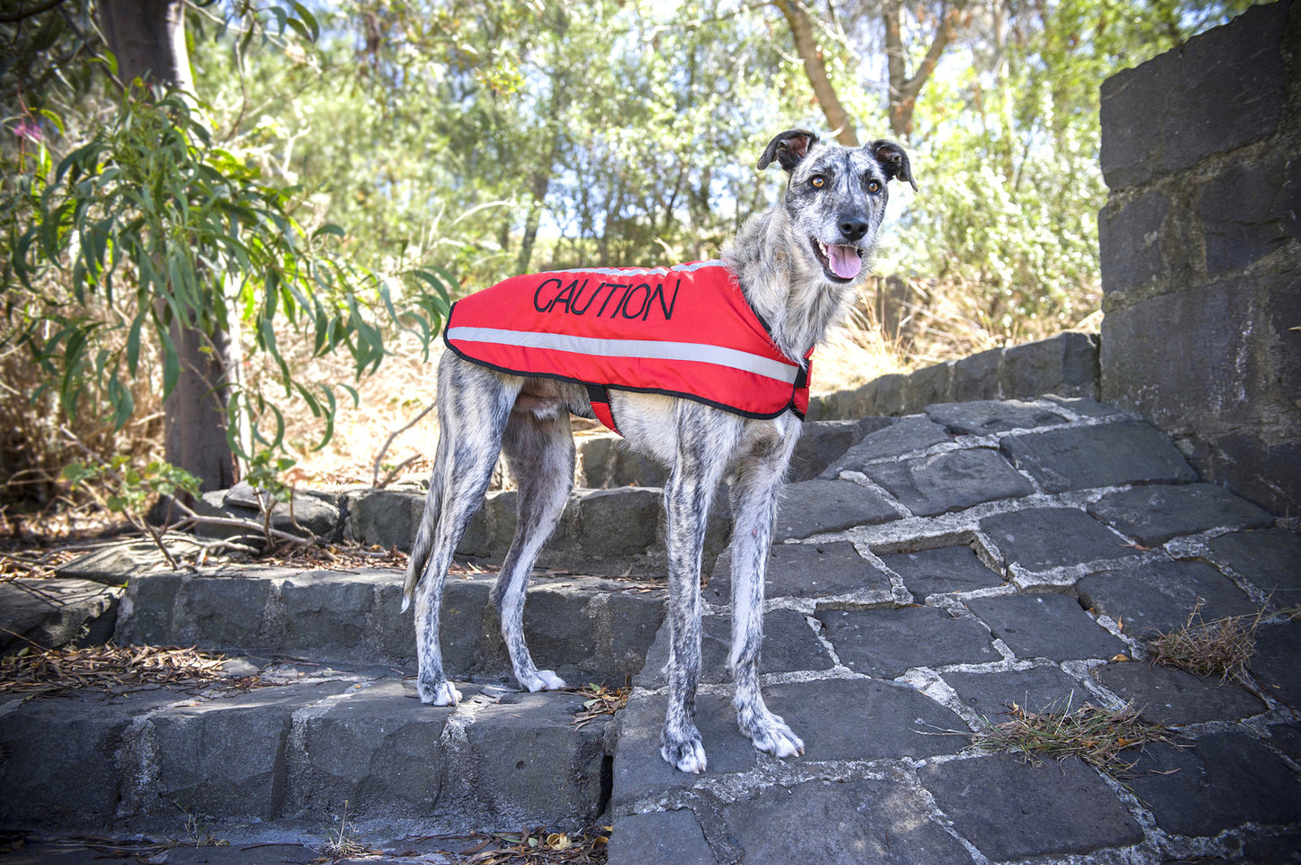 Dog Coats S M XL Warm Reflective Waterproof Fleece Lined by Friendlydogcol