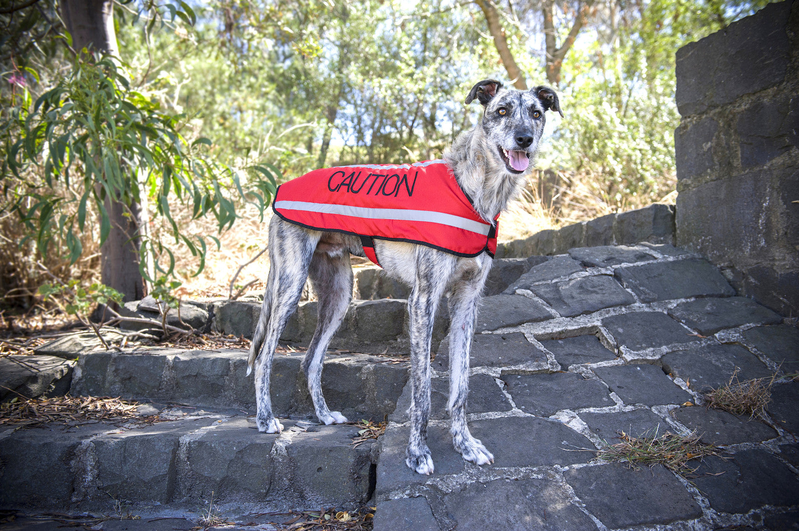 Dog Coats S M XL Warm Reflective Waterproof Fleece Lined by Friendlydogcol